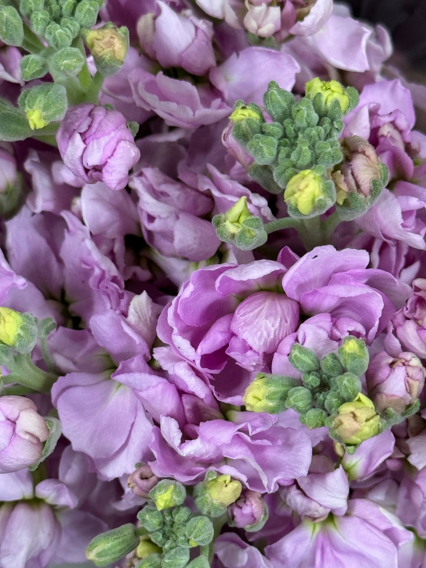 Fragrant Spring