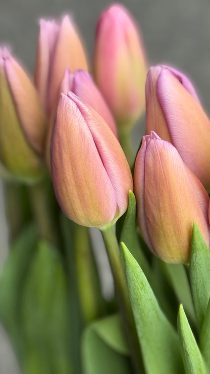 Mono Tulip Bouquet