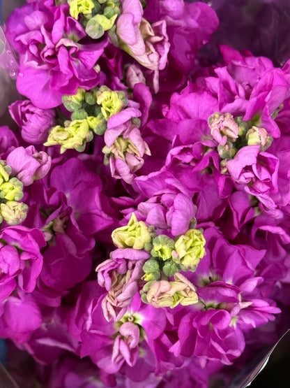 Fragrant Spring