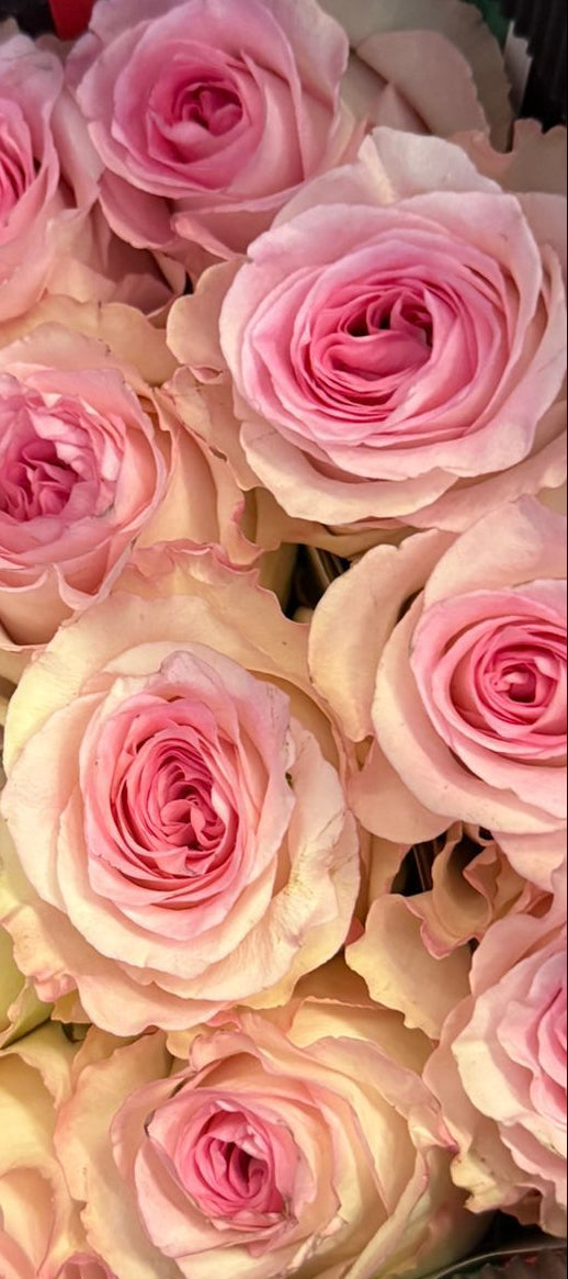 Blush Muse