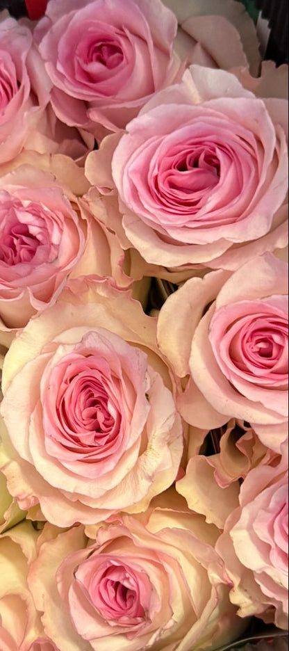 Blush Muse