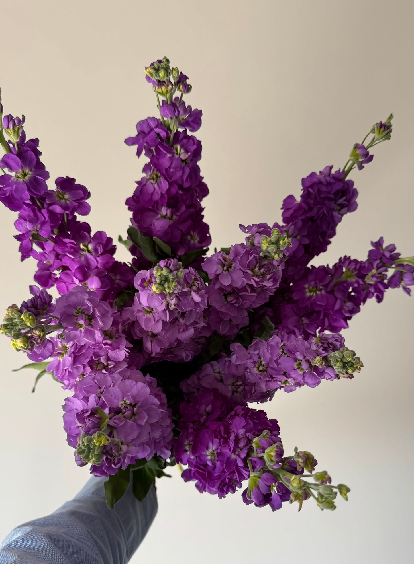 Fragrant Spring