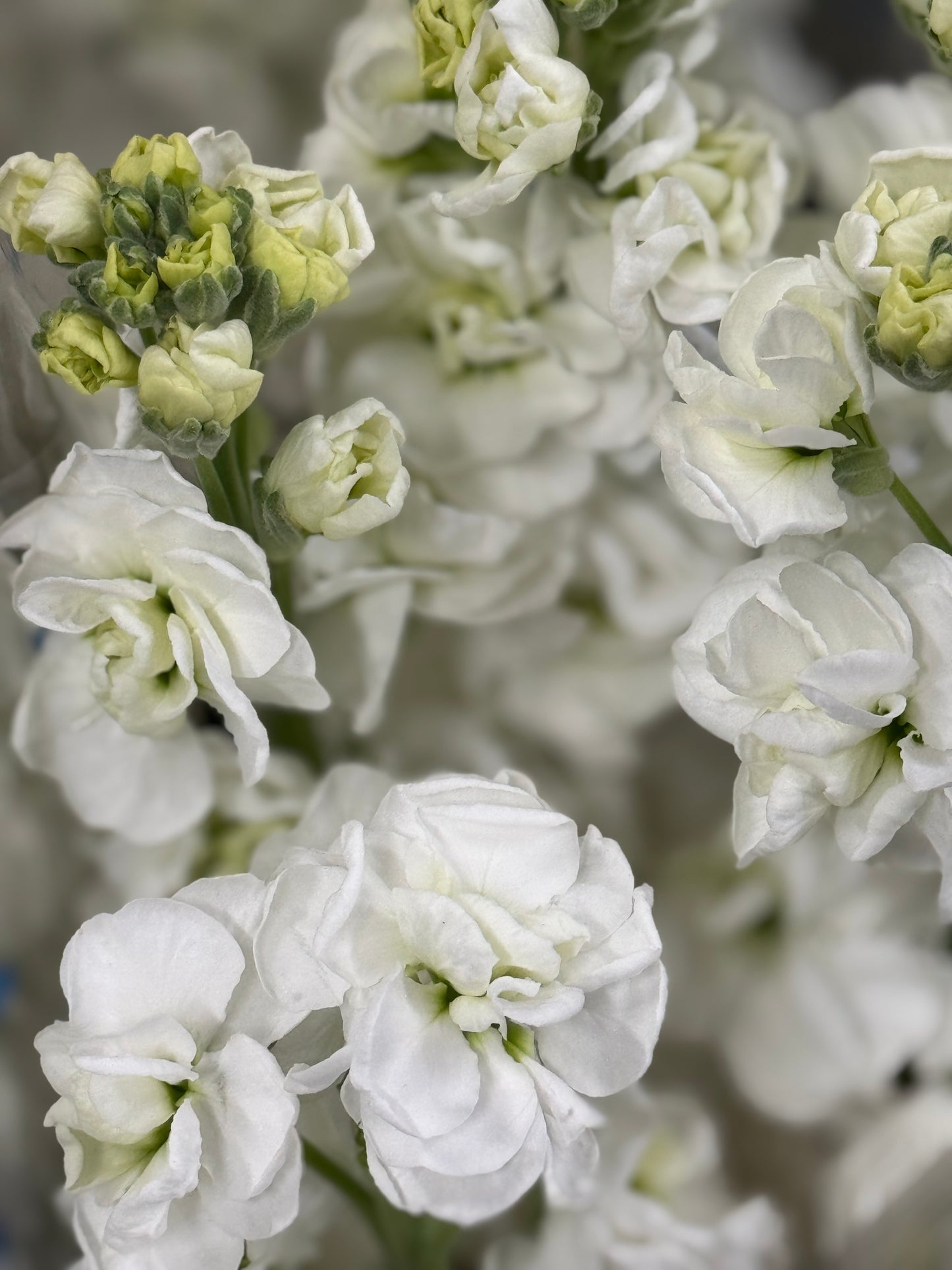 Fragrant Spring