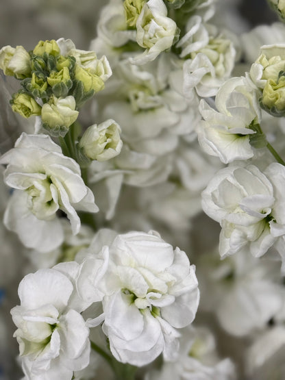 Fragrant Spring