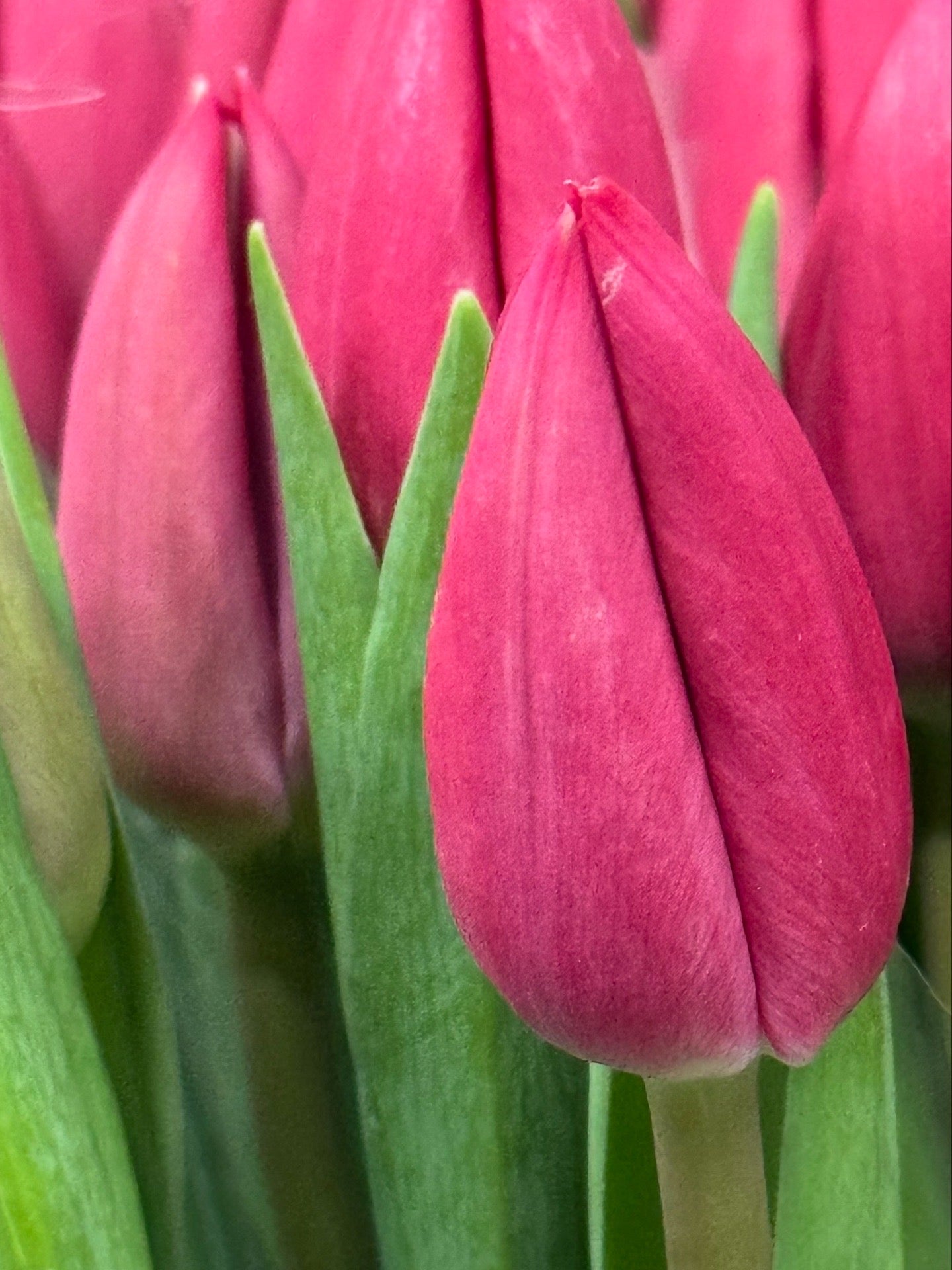 Mono Tulip Bouquet