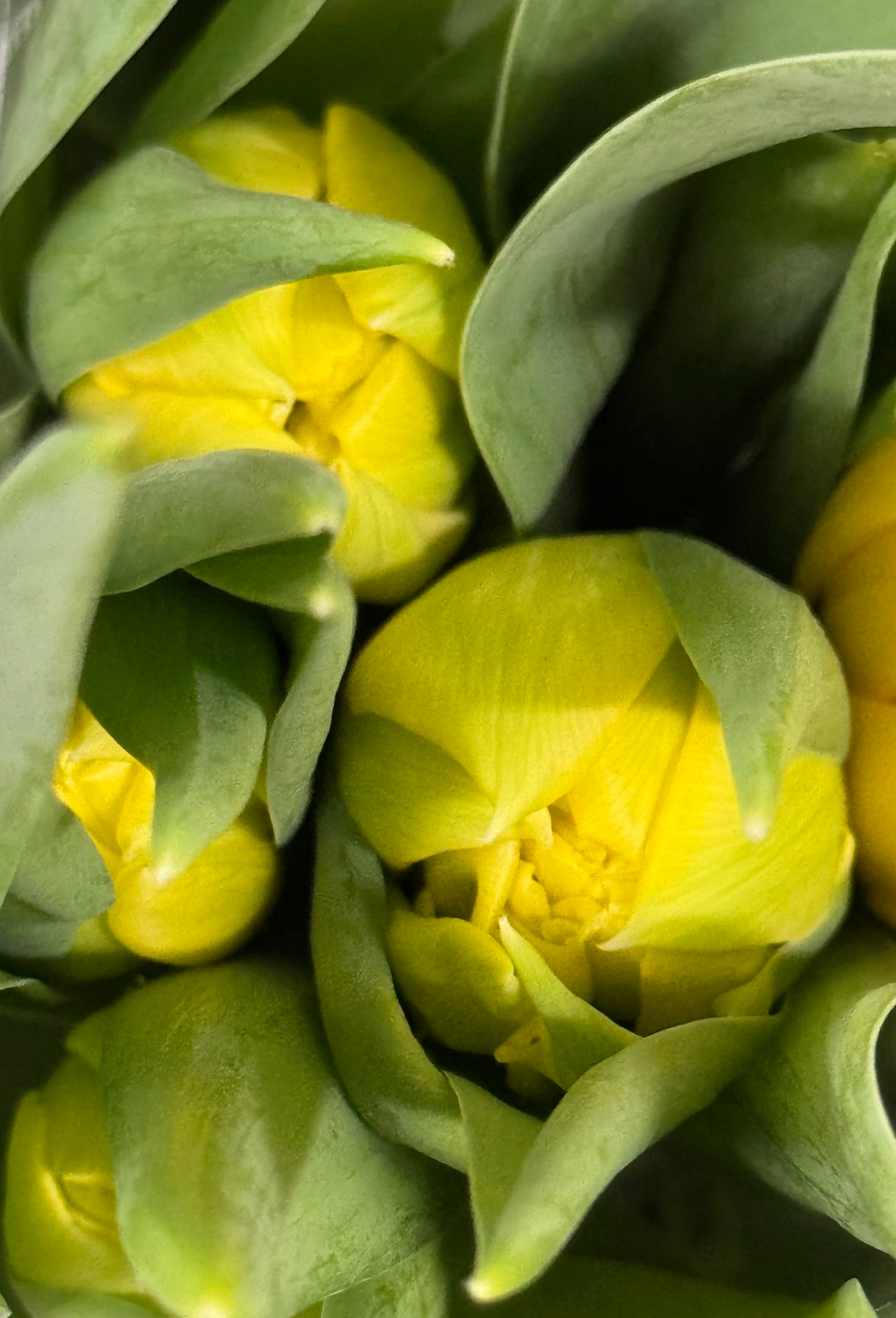 Mono Tulip Bouquet
