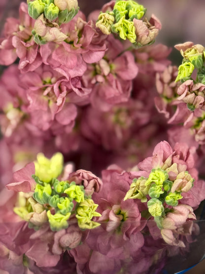 Fragrant Spring