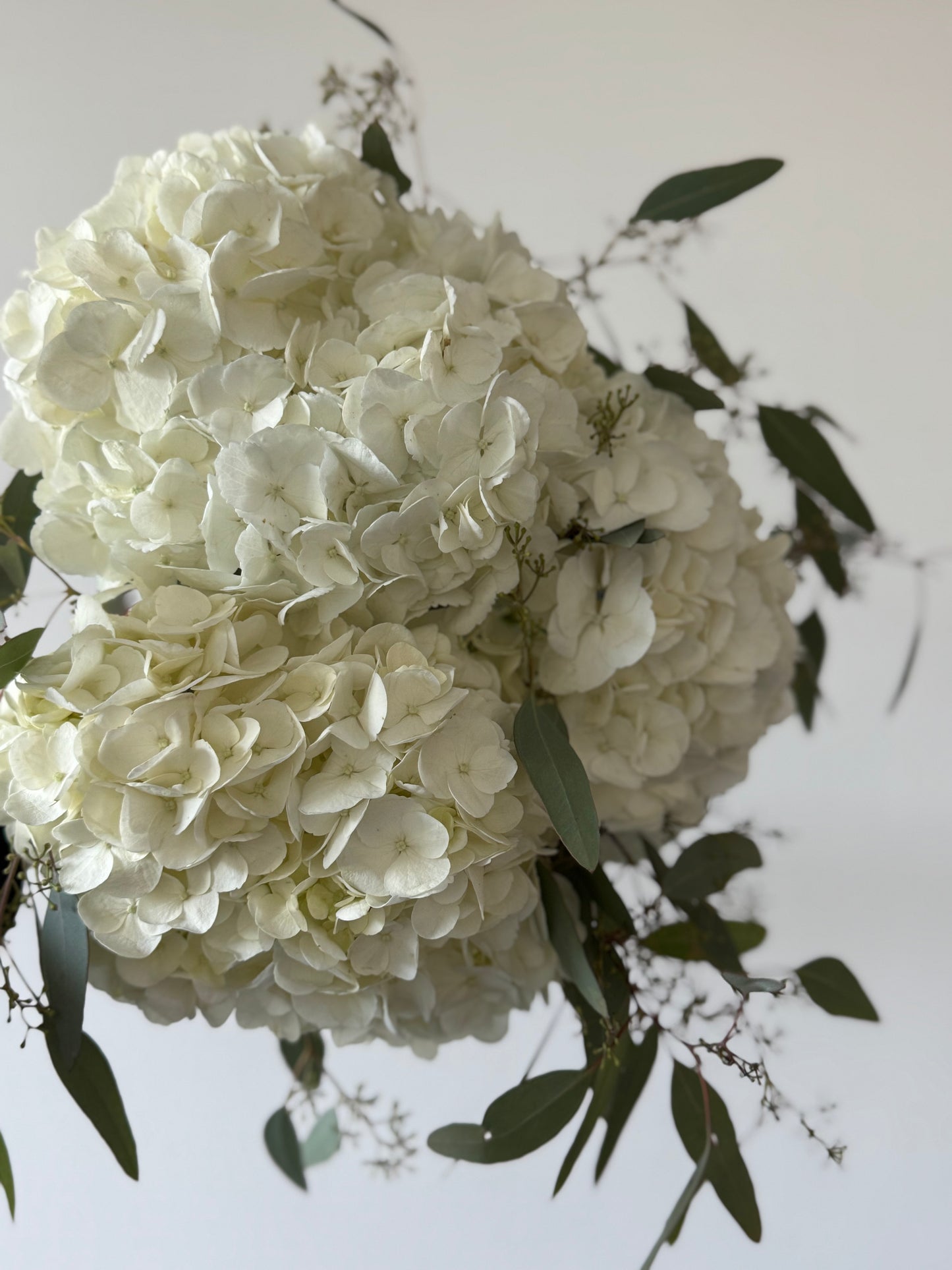 Ready. 3 White Hydrangeas with Eucalyptus