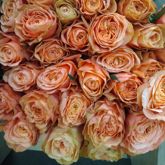 Premium Coral Peony Rose